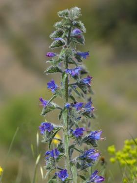 Vipers Bugloss, Wholesale Pack