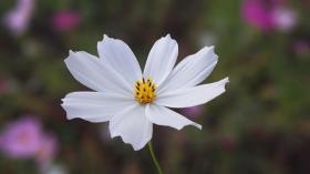 cosmos - SENSATION WHITE