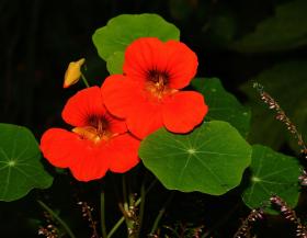 DWARF NASTURTIUM, CHERRY ROSE