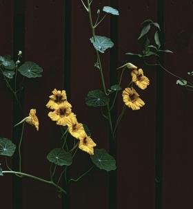 Nasturtium MOONLIGHT
