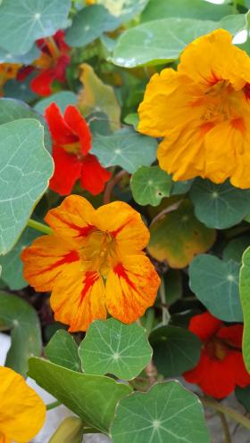 NASTURTIUM - SPITFIRE
