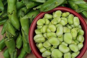 Broad Bean Aguadulce Supersimonia