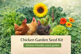 Chicken Garden Seed Kit – Grow Treat Greens for Hens