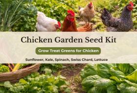 Chicken Garden Seed Kit – Grow Treat Greens for Hens