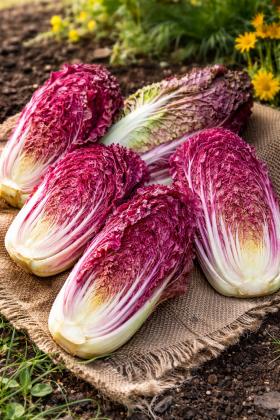 Chinese Cabbage Scarvita - Rare Purple Variety