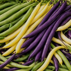 Organic Bush Bean Mix Trio – 3 Pod Colors