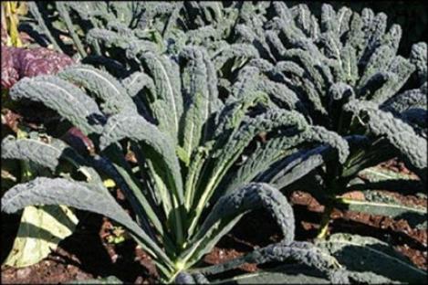 Packet - KALE - BORECOLE - Nero Di Toscana / BLACK TUSCAN , organic seeds, heirloom