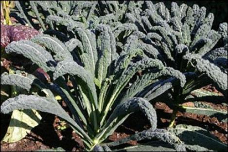 Packet - KALE - BORECOLE - Nero Di Toscana / BLACK TUSCAN , organic seed, heirloom