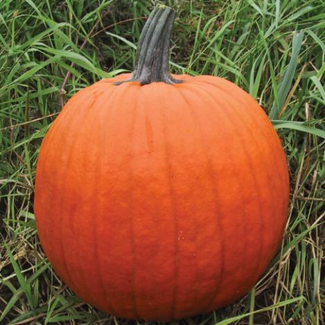 Packet - PUMPKIN - HOWDEN, regular seed - not treated and not gmo, heirloom