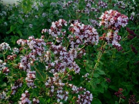 Packet - OREGANO GREEK - organic seeds