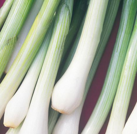 Packet - ONION BUNCHING (SPRING) - WHITE LISBON, organic seed, heirloom