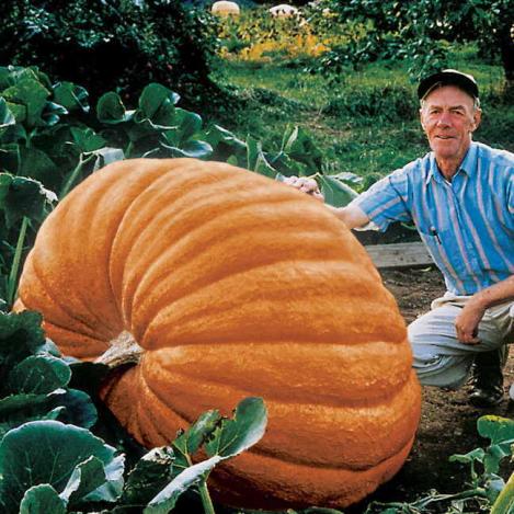Packet - PUMPKIN - ATLANTIC GIANT, regular seed - not treated and not gmo