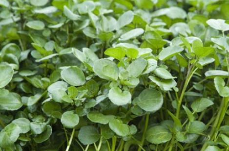 Packet - WATERCRESS - organic seeds