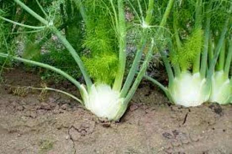 Packet - FENNEL- green, regular seed - not treated and not gmo