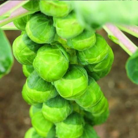 Packet - BRUSSEL SPROUTS - GRONINGER, organic seed