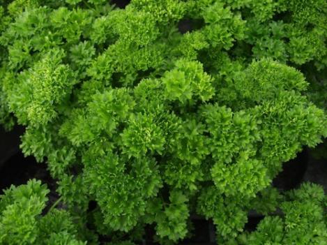 Packet - PARSLEY- MOSCURL 2, organic seed, heirloom