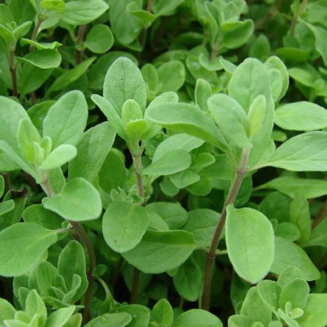 Packet - MARJORAM , organic seed