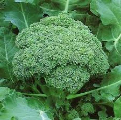 150//1500 Seeds Cabbage Broccoli Green Calabrese Head Blue Green Vegetables