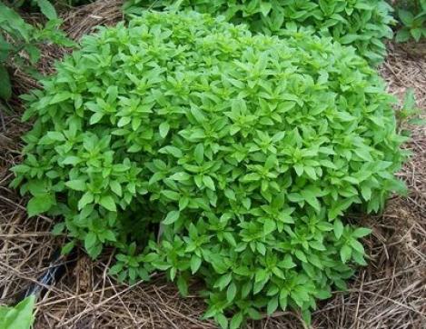 Packet - BASIL - SPICY GLOBE BUSH, regular seed - not treated and not gmo, heirloom