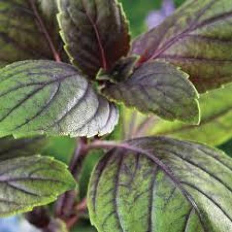 Packet - BASIL CORSICAN - organic seeds