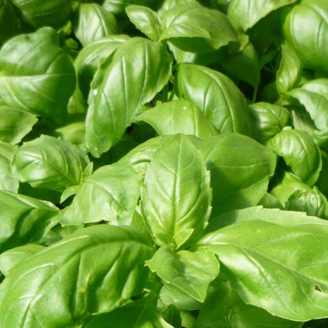 Packet - ITALIAN BASIL-NAPOLETANO BOLLOSO - organic seeds