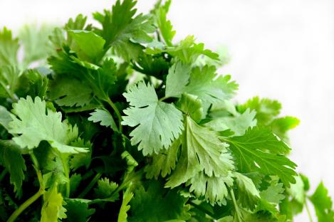 Packet - CORIANDER - organic seeds