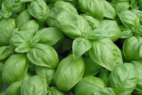 Packet - BASIL- GENOVESE, organic seeds, heirloom