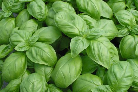 Packet - BASIL- GENOVESE, organic seed, heirloom