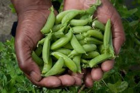 Packet - PEA DELIKETT SUGAR SNAP - organic seeds