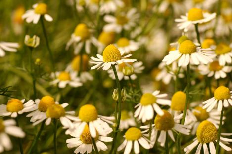 Packet - GERMAN CHAMOMILE, organic seed