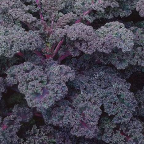 Packet - KALE / BORECOLE - SCARLET- CURLY KALE, regular seed - not treated and not gmo, heirloom