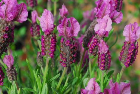 Packet - FRENCH LAVENDER - organic seeds