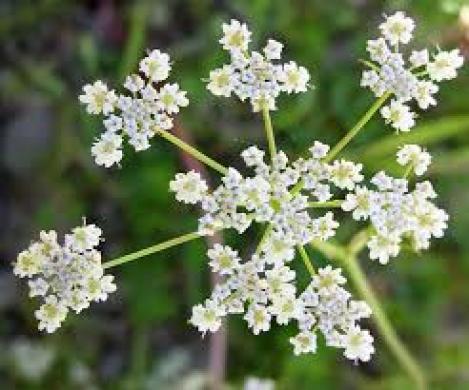 Packet - CUMIN - organic seeds