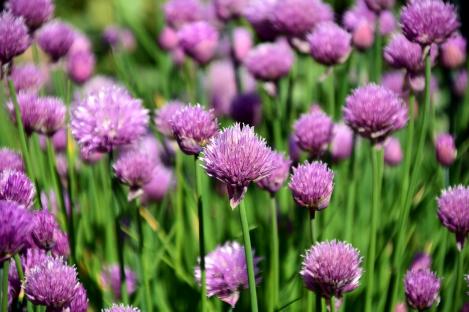 Packet - CHIVES, regular seed - not treated and not gmo