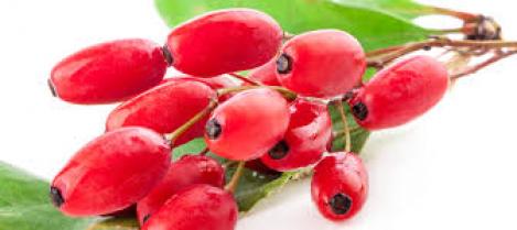 Packet - GOJI BERRY, WOLFBERRY, LUCIUM BARBARUM - organic seeds