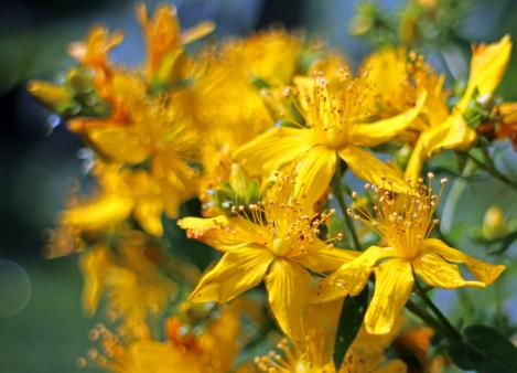 Packet - ST. JOHN´S WORT, organic seeds
