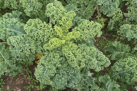 Packet - KALE - Dwarf Green Curled, regular seeds - not treated and non-gmo, heirloom