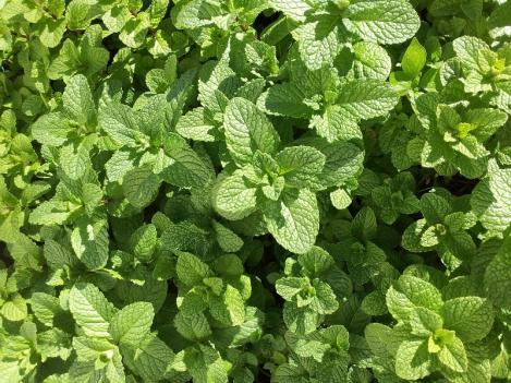 Packet - MINT- EGYPTIAN MINT, regular seed - not treated and not gmo