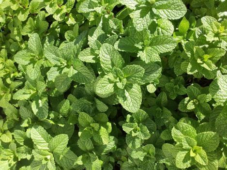 Packet - MINT- EGYPTIAN MINT, regular seeds - not treated and non-gmo