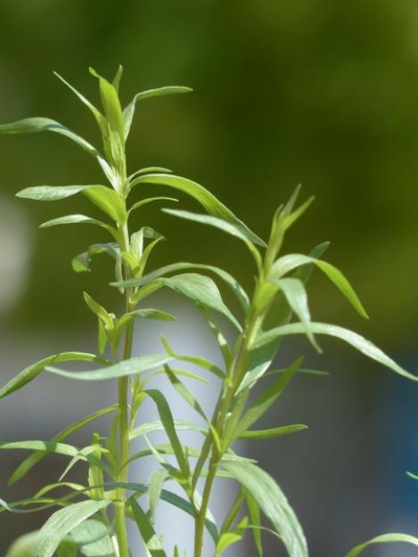 Packet - TARRAGON (RUSSIAN), regular seed - not treated and not gmo