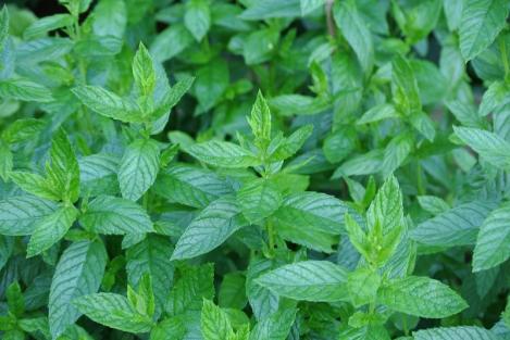 Packet - MINT- PEPPERMINT - organic seeds