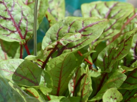Packet - SORREL RED VEINED, regular seed - not treated and not gmo