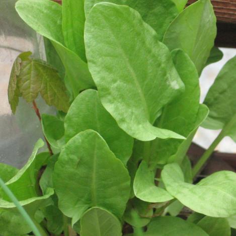 Packet - SHEEPS SORREL, regular seed - not treated and not gmo