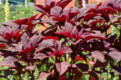 Packet - AMARANTH RED , regular seed - not treated and not gmo