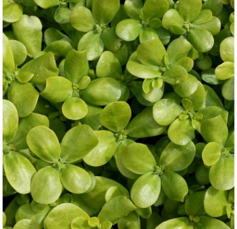 Packet - PURSLANE GOLDEN, regular seed - not treated and not gmo