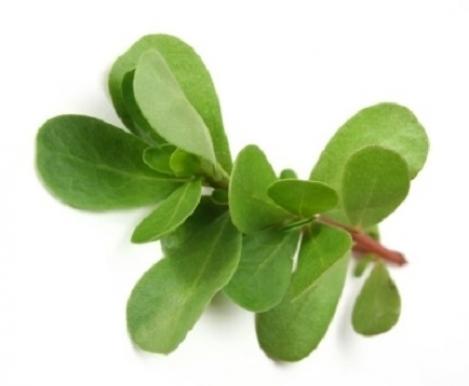 Packet - PURSLANE GREEN, organic seed, heirloom