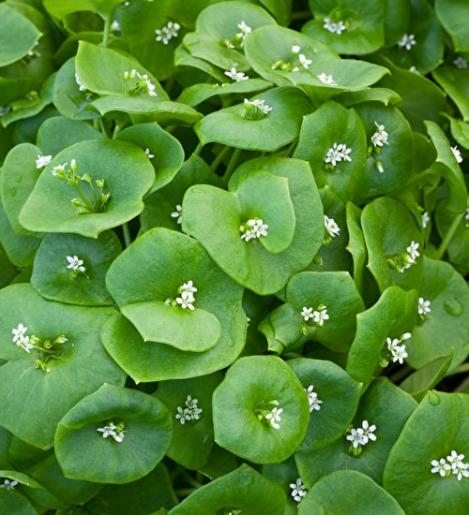 Packet - WINTER PURSLANE - organic seeds