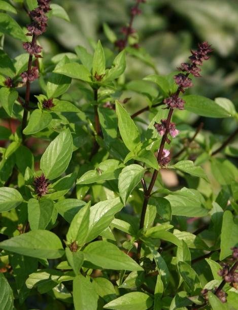 Packet - BASIL THAI LARGE LEAVED - organic seeds