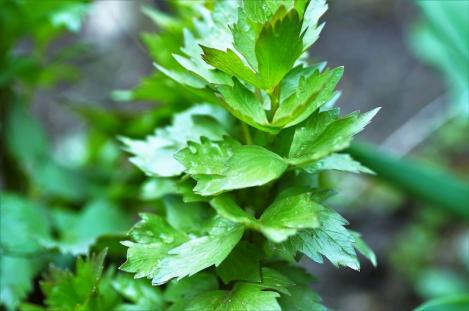 Packet - LOVAGE, organic seed