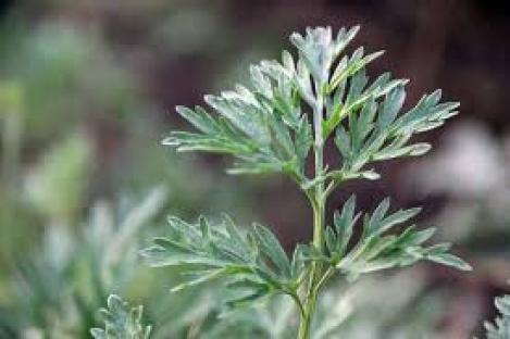 Packet - Wormwood, regular seed - not treated and not gmo